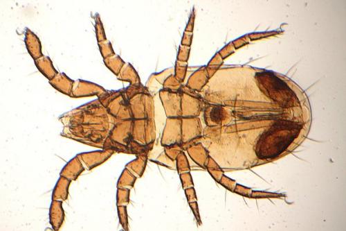 Réf. 221 377 : Perlohmannia dissimilis